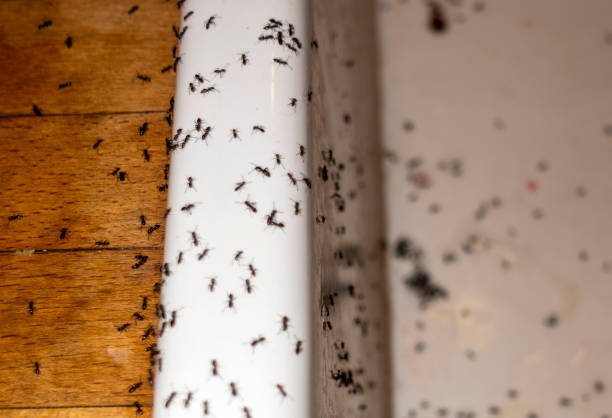 Best Insect Control  in Lordship, CT