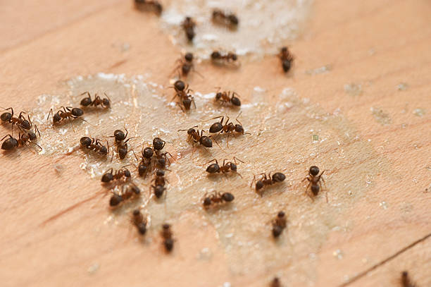 Best Exterminator Services  in Lordship, CT