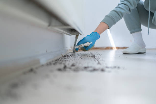 Best Cockroach Control Services  in Lordship, CT